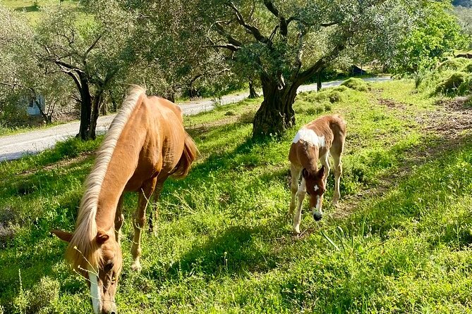 Horse Ride with Mountain Views - Meet Faruk Acar and Get Oriented in English