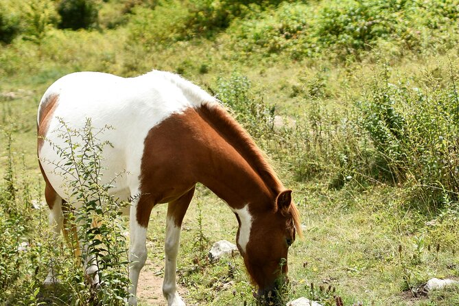 Horse Ride with Mountain Views - Price of $65: When It’s a Good Deal