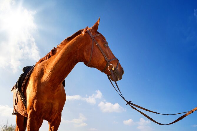 Horse Riding on the Beach in Side - The Beach Option: Sand Riding and Coast Views