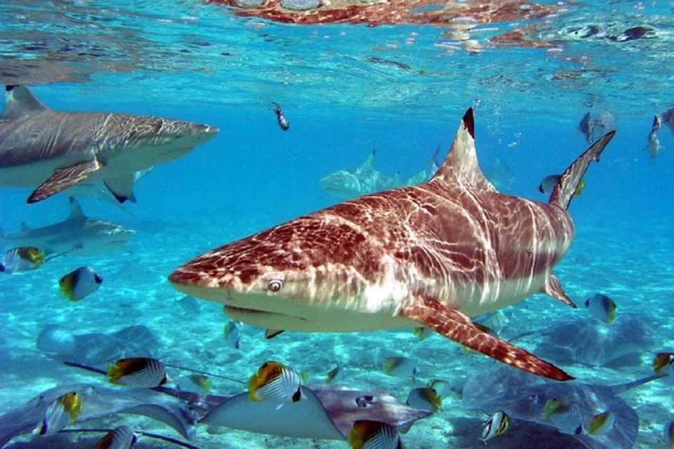 Istanbul Aquarium and Aqua Florya Shopping Mall Tour - Who this tour suits best (and who might want a different option)