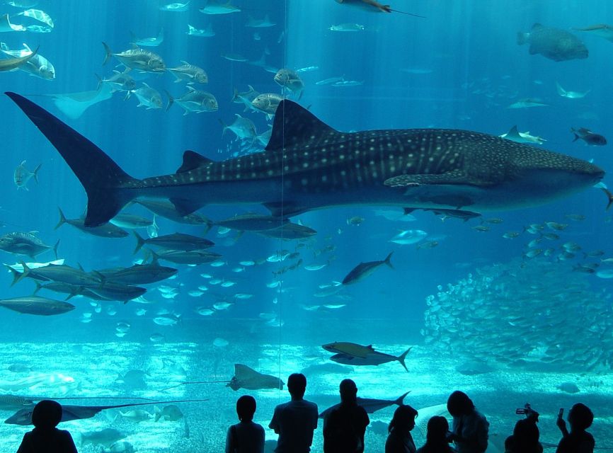 Istanbul Aquarium and Aqua Florya Shopping Mall Tour - The animals you’ll actually want to watch longer