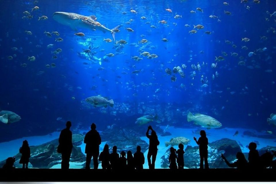 Istanbul Aquarium and Aqua Florya Shopping Mall Tour - 5D cinema: fog, wind, and water effects that add drama