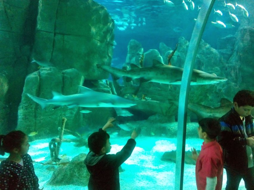 Istanbul Aquarium and Aqua Florya Shopping Mall Tour - Mirror Labyrinth and Rainforest Quest: two ways to break up the tanks
