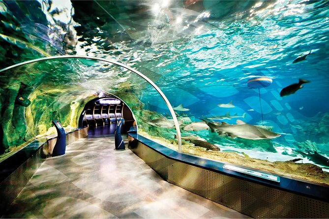 Istanbul Aquarium and Shopping Tour with Hotel Transfers - VR Sections, Reptiles, and the Surprise Stops