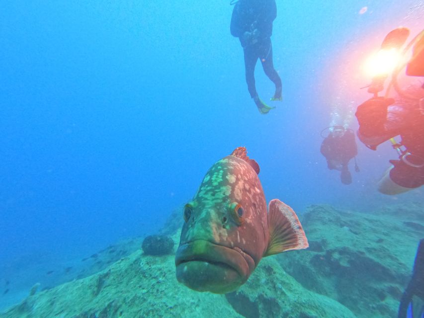 Kas: Scuba Diving Experience - What You’ll See: Fish, Reefs, Rays, and the Octopus Clue