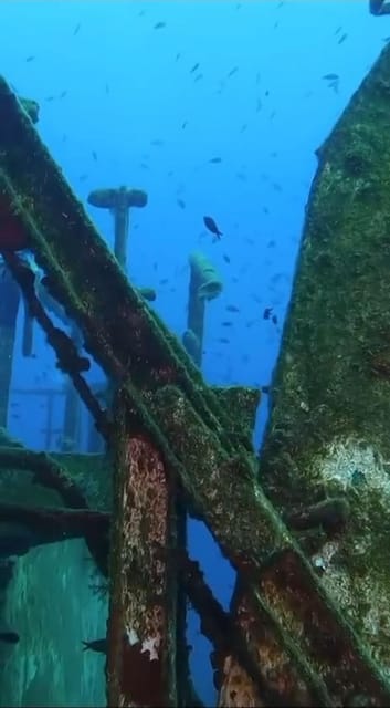 Kemer: Scuba Diving Experience in Aquarium and Kiris Bays - Feeding fish from your hands: the “close-up” moment