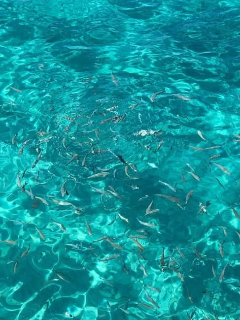 Kusadasi: Aegean Sea Boat Tour with Lunch - Hotel Pickup and Timing: What to Expect Before 10:00