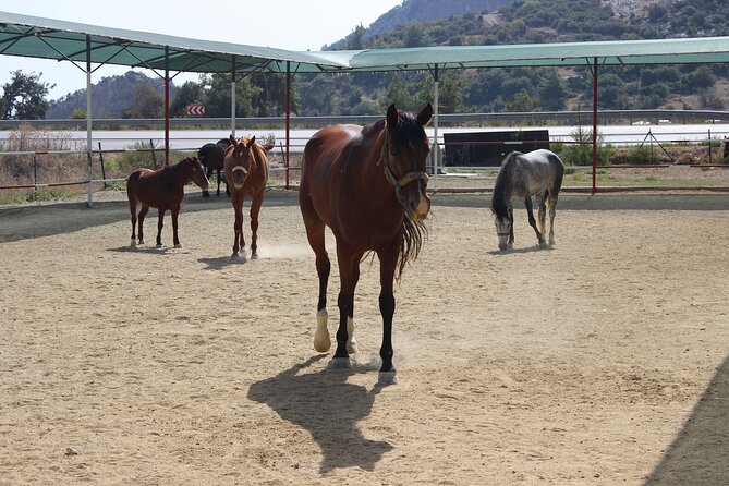 Kusadasi Horse Riding Beach and Forest options with Transfer - At the Horse Club: The Briefing, Helmets, and Getting Close to the Horses