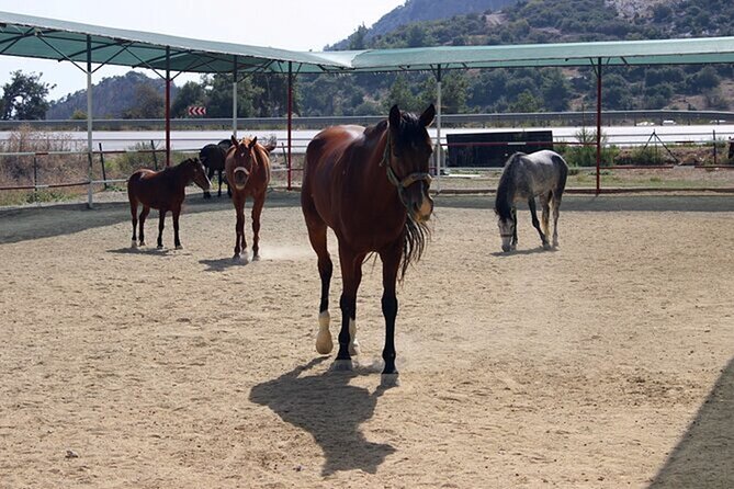 Kusadasi Horse Riding On Beach And Through The River - Group Size and Pace: What the Experience Feels Like on the Ground