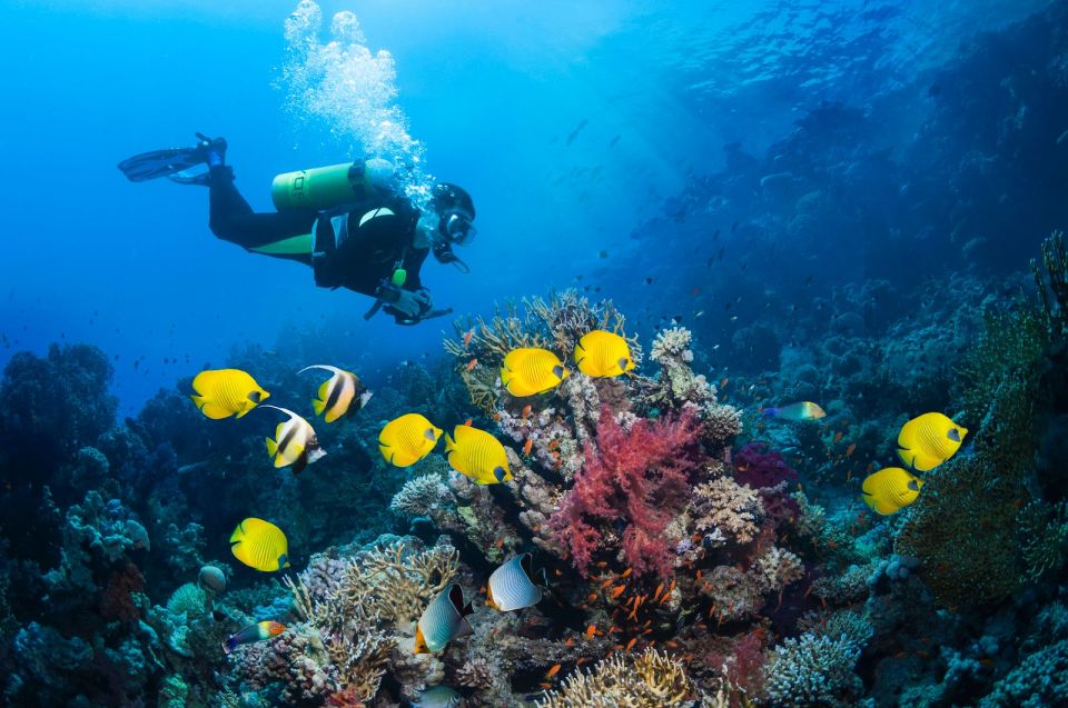 Kusadasi: Scuba Diving for Beginner or Experienced w/ Lunch - Price and value: is $59 a good deal?