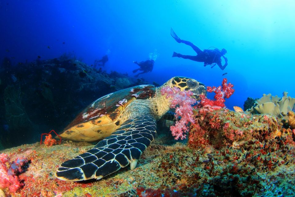 Kusadasi: Scuba Diving for Beginners w/Lunch & Transfer - Key Takeaways Before You Go