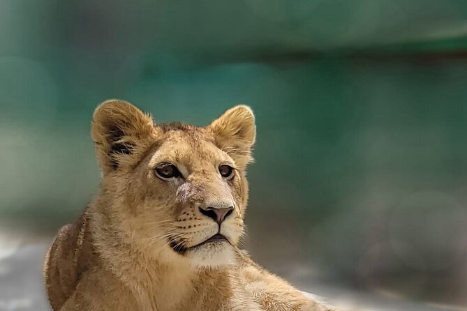Lion Safari and Green Canyon Splash Feast with Lunch - Green Canyon Stop: quick views with included entry