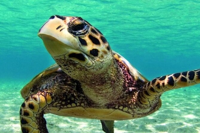 Marmaris Dalyan Turtle Beach Tour : Lunch&Mud Baths&King Tombs - Dalyan Mud Baths: fun, smelly, and best when you plan for the rinse