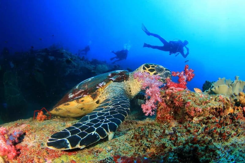 Marmaris: Scuba Diving, Incl. 2 Dive, Lunch w/Hotel Transfer - Second underwater session plus extra swim/snorkel time