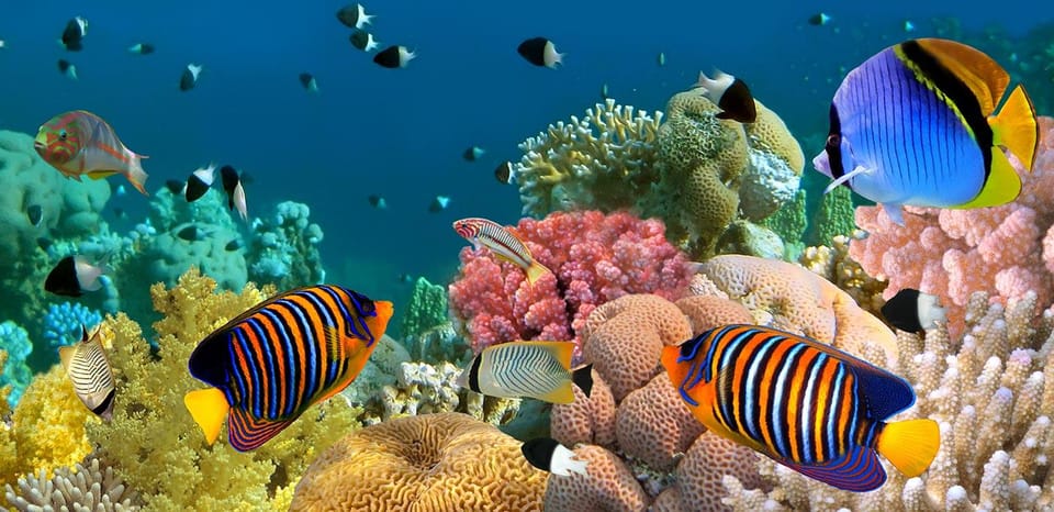 Marmaris: Scuba Diving with a Qualified Instructor - A realistic decision: should you book Marmaris Scuba with a Qualified Instructor?