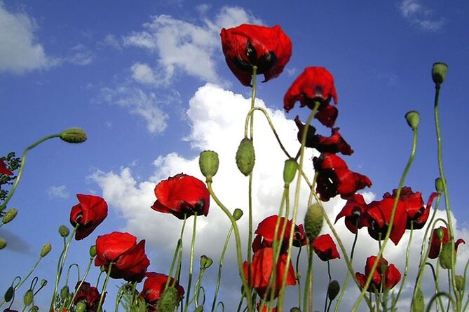 Private Gallipoli Full-Day Trip from Istanbul - Kabatepe Warm Museum and Chunuk Bair: the heights of the campaign