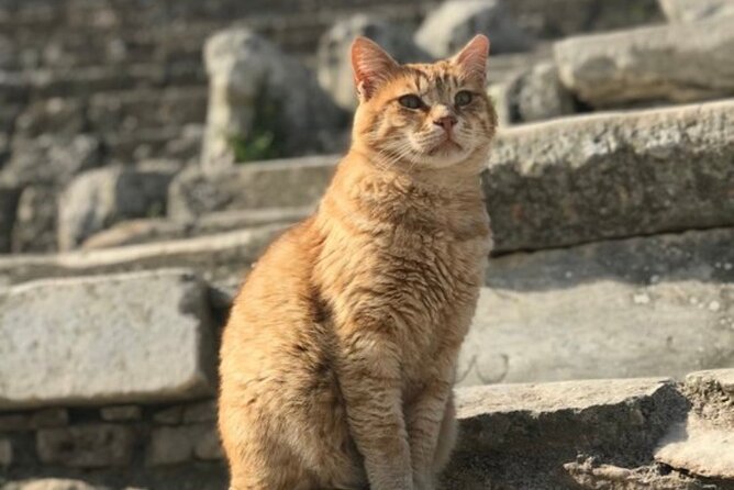Private Tour : Customized Ephesus Tour for Cruisers from Kusadasi Ephesus Port - Why a private Ephesus tour from Kusadasi port works for cruise days