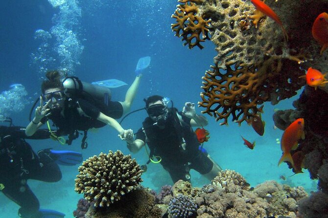 Scuba Diving Experience in Alanya With Lunch and 2 Dives - Price and value: what $40 buys you (and what to watch)