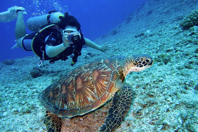 Scuba Diving Experience in Alanya With Lunch and 2 Dives - Two underwater stops off Alanya: how the day is meant to flow