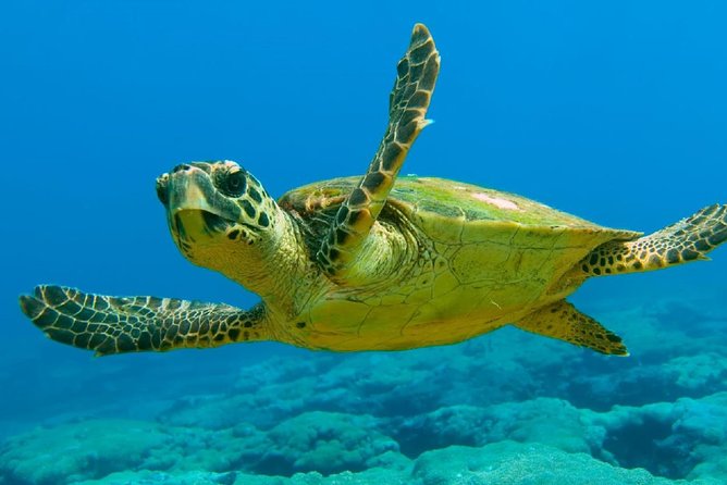 Scuba Diving from Dalyan - Instructor support for all skill levels (what that usually means in practice)
