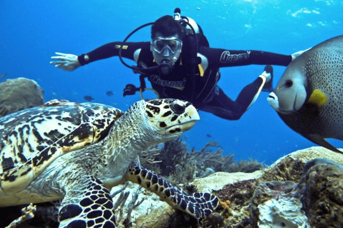 Scuba Diving Tour - Price and Value: Why $54.19 Can Work (If You Like What’s Included)