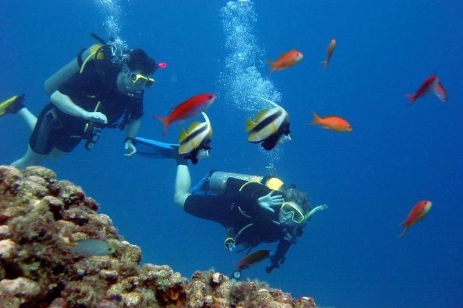 Scuba Diving Tour From Kusadasi / Selcuk - Underwater time up to 25 minutes: what to expect as a beginner