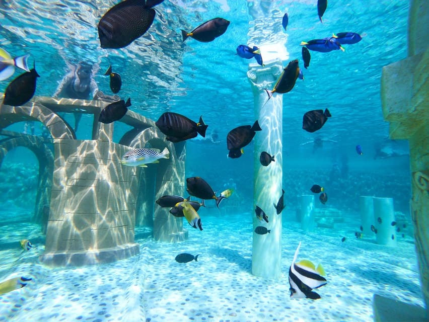 Seapark: Swimming in Pool Aquarium with Authentic Creatures - Atlantis Underwater World: A Drowned City Built for Fish-Watching