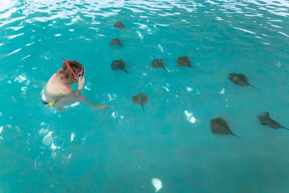 Seapark: Swimming in Pool Aquarium with Authentic Creatures - Shark Pool With a Cage Barrier: Adrenaline, Rules, and Safety Gear