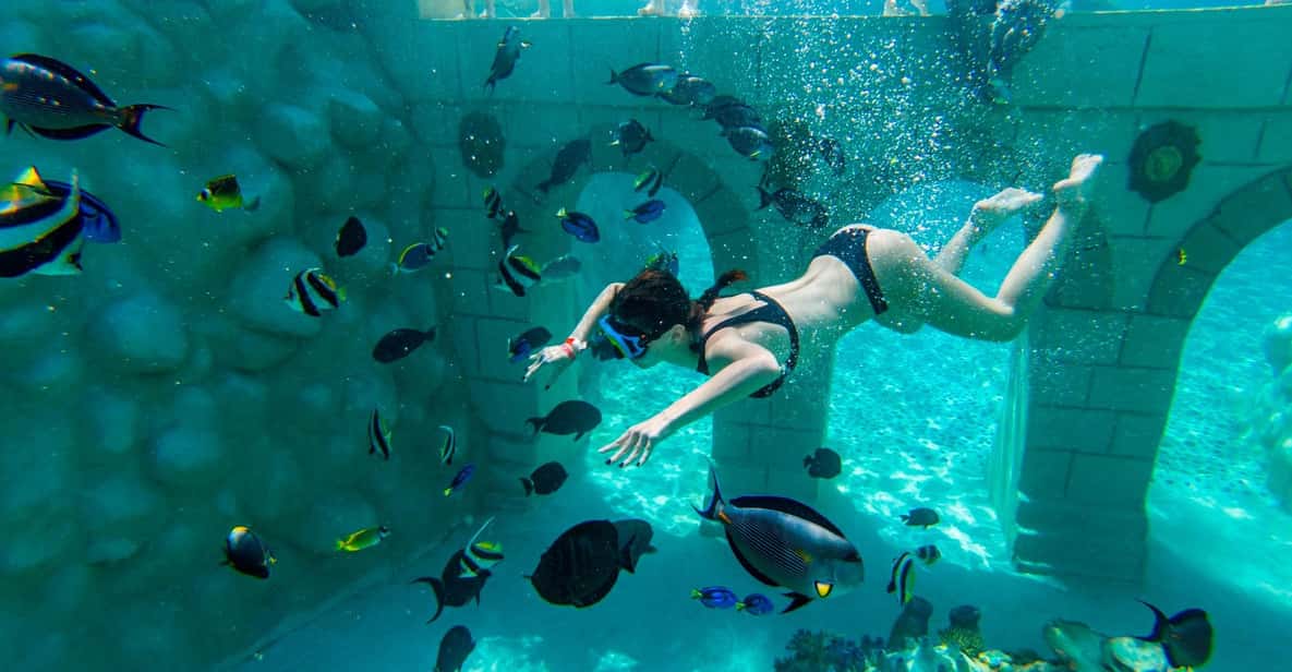 Seapark: Swimming in Pool Aquarium with Authentic Creatures - Lunch With a Park View, Plus Dolphin Show Time