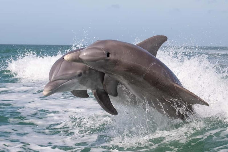 Side Dolphin Island Boat Cruise with Lunch & Drinks - Key things to know before you go