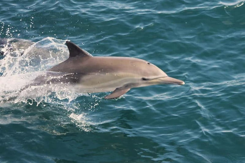Side Dolphin Island Boat Cruise with Lunch & Drinks - Foam party and onboard atmosphere: fun factor vs. your comfort level