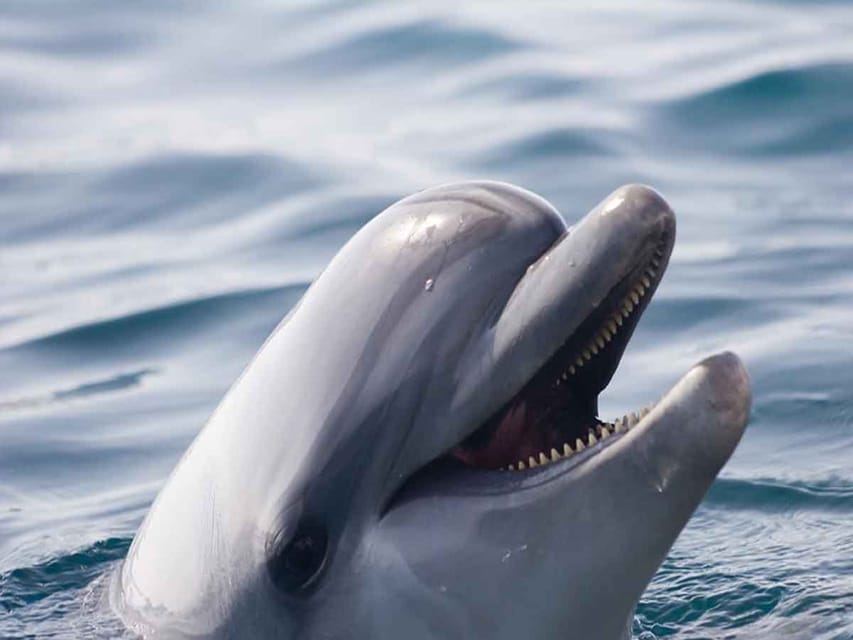Side: Dolphin Island Boat Tour, Lunch, Sotf Drinks& Swimming - Price and Value: Is $35 Reasonable for 6 Hours?