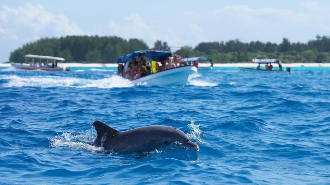 Side Dolphin Island Boat Trip with Lunch & Swim Stops - The double-deck boat vibe: where you’ll spend most of your time