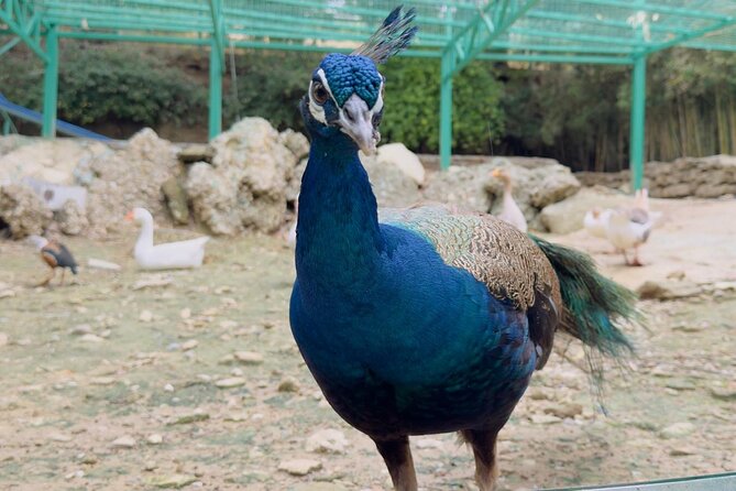 Side Green Canyon, Waterfall and Baby Lions with Mosque Visit - Gözleme Break and Lunch: What’s Included and When You’ll Eat