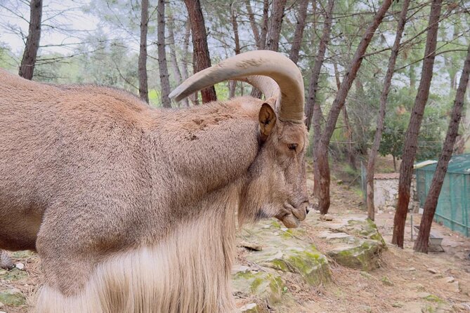 Side Green Canyon, Waterfall and Baby Lions with Mosque Visit - Oymapınar Dam and Manavgat Waterfall: Two Photo Stops That Reset the Day