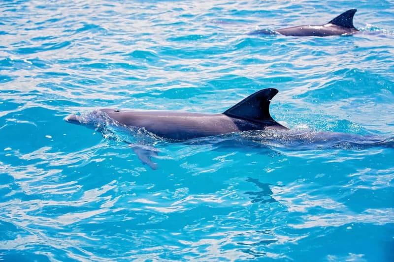 Side: Pirate Boat Trip with Lunch & Swimming Stops - Wildlife Spotting Without the Pressure