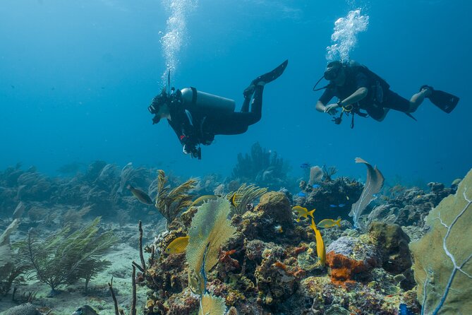 Side Scuba Diving for Beginners with Lunch and Transfers - Second Underwater Session Plus Boat Time to Swim