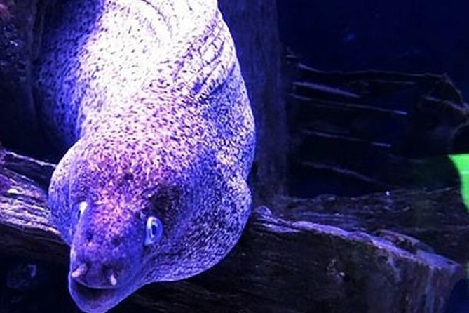 "Side: Scuba Diving in the Fascinating Underwater Museum" - Side’s Underwater Museum: What You’re Really Buying