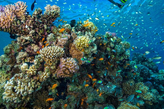 "Side: Scuba Diving in the Fascinating Underwater Museum" - Pickup, Group Size, and How to Make the Most of It