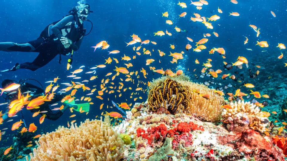 Side: Scuba Diving Tour Journey To The Depths Of The Blue - Key Highlights You’ll Care About
