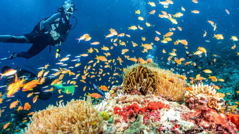 Side: Scuba Diving Tour Journey To The Depths Of The Blue - Two Short In-Water Sessions: What You’ll Actually See
