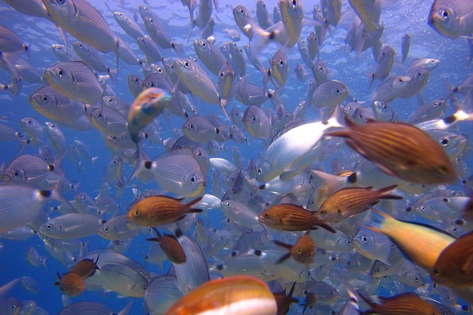 Side: Scuba Diving Under Water Museum - Side Antik Kenti Stop: A Quick Culture Breather on the Way