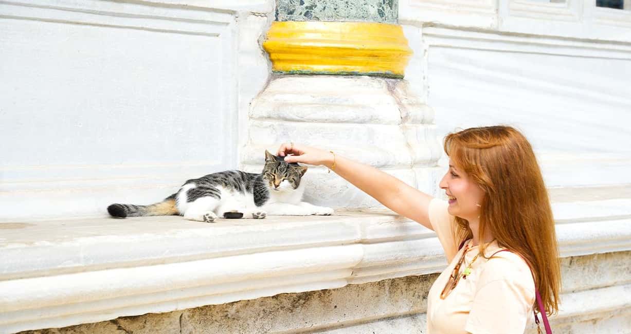 Topkapi Palace & Harem Tour + Bosphorus & Golden Horn Cruise - Who this tour is best for (and who might want a different plan)