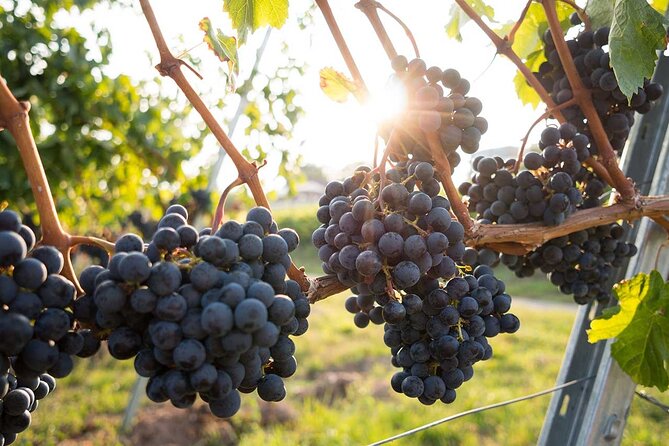 VIP Full Day Wineries Tour from Istanbul - Should you book this VIP Full Day Wineries Tour from Istanbul?